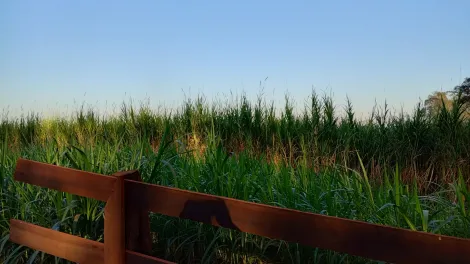Comprar Rural / S&iacute;tio em Am&eacute;rico de Campos R$ 1.260.000,00 - Foto 25