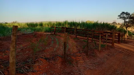 Comprar Rural / S&iacute;tio em Am&eacute;rico de Campos R$ 1.260.000,00 - Foto 28