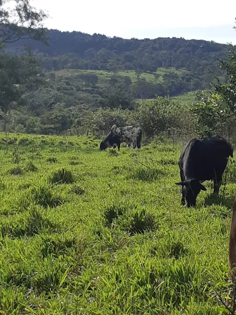 Comprar Rural / Fazenda em Cachoeira Alta R$ 6.800.000,00 - Foto 2
