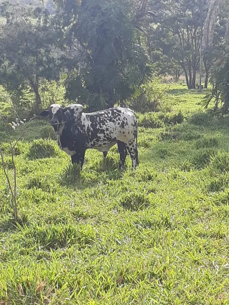 Comprar Rural / Fazenda em Cachoeira Alta R$ 6.800.000,00 - Foto 5