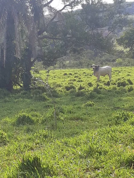 Comprar Rural / Fazenda em Cachoeira Alta R$ 6.800.000,00 - Foto 7