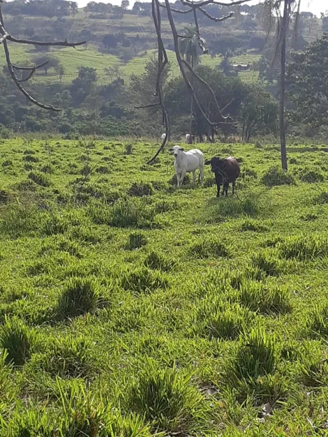 Comprar Rural / Fazenda em Cachoeira Alta R$ 6.800.000,00 - Foto 9
