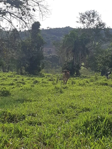 Comprar Rural / Fazenda em Cachoeira Alta R$ 6.800.000,00 - Foto 12