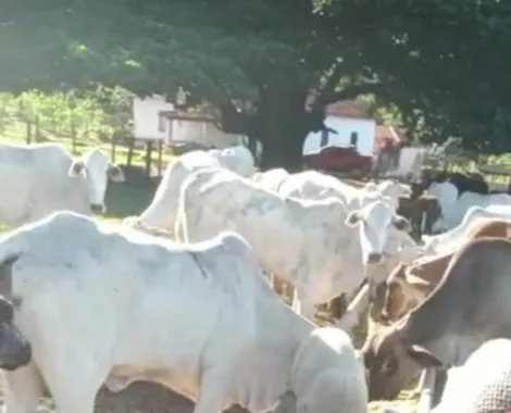Comprar Rural / Fazenda em Cachoeira Alta R$ 6.800.000,00 - Foto 13