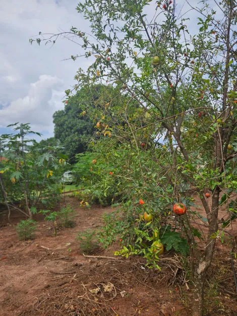 Comprar Rural / Ch&aacute;cara em S&atilde;o Jos&eacute; do Rio Preto R$ 270.000,00 - Foto 5