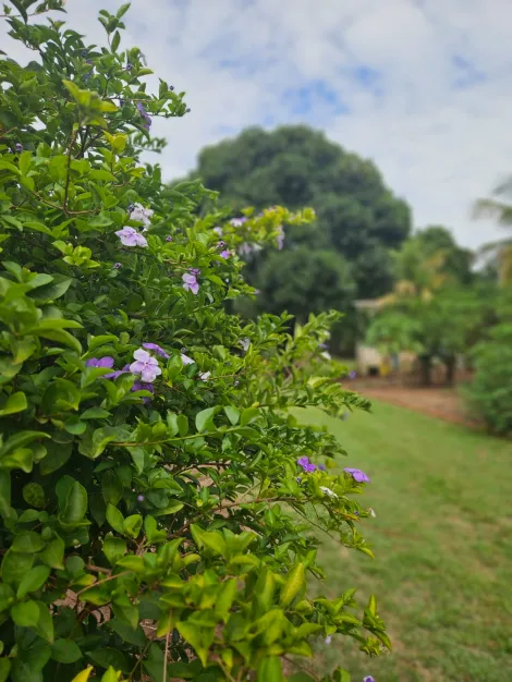 Comprar Rural / Ch&aacute;cara em S&atilde;o Jos&eacute; do Rio Preto R$ 270.000,00 - Foto 6