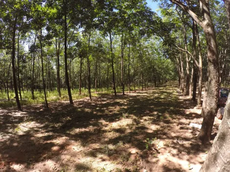 Comprar Rural / Fazenda em Auriflama R$ 12.000.000,00 - Foto 2
