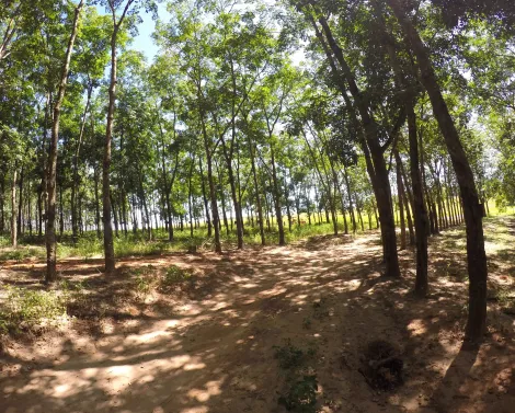 Comprar Rural / Fazenda em Auriflama R$ 12.000.000,00 - Foto 3