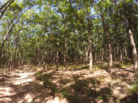 Comprar Rural / Fazenda em Auriflama R$ 12.000.000,00 - Foto 4