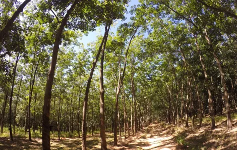 Comprar Rural / Fazenda em Auriflama R$ 12.000.000,00 - Foto 5
