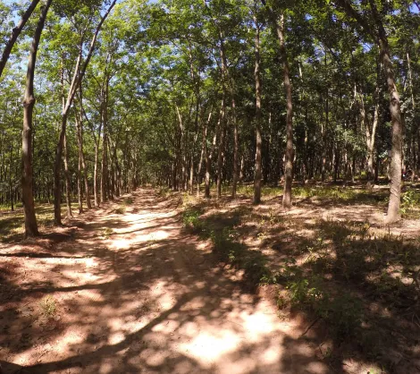 Comprar Rural / Fazenda em Auriflama R$ 12.000.000,00 - Foto 6
