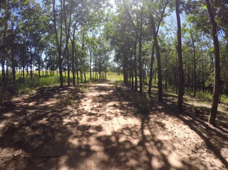 Comprar Rural / Fazenda em Auriflama R$ 12.000.000,00 - Foto 7