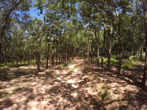 Comprar Rural / Fazenda em Auriflama R$ 12.000.000,00 - Foto 8