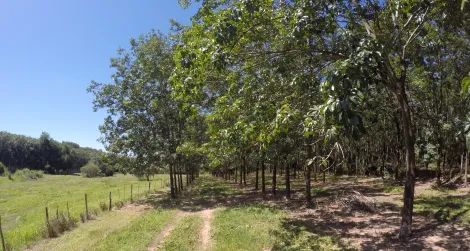 Comprar Rural / Fazenda em Auriflama R$ 12.000.000,00 - Foto 24