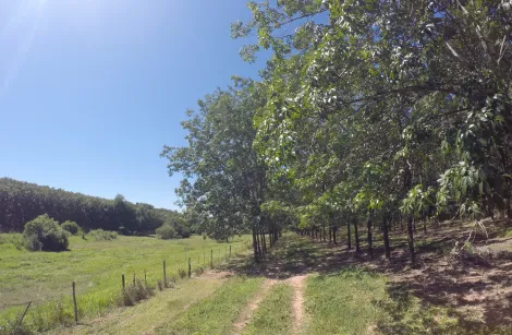 Comprar Rural / Fazenda em Auriflama R$ 12.000.000,00 - Foto 25
