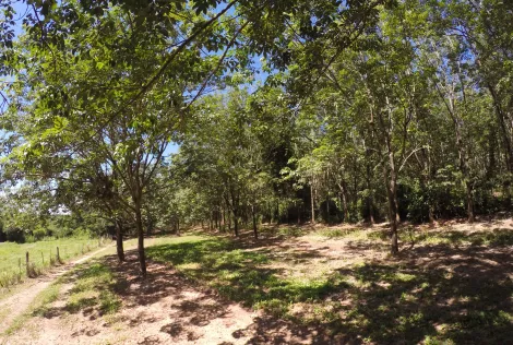 Comprar Rural / Fazenda em Auriflama R$ 12.000.000,00 - Foto 27