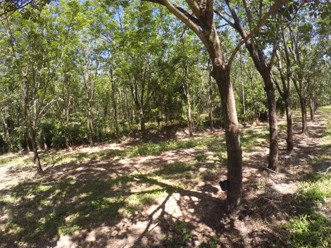 Comprar Rural / Fazenda em Auriflama R$ 12.000.000,00 - Foto 28