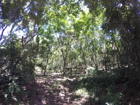 Comprar Rural / Fazenda em Auriflama R$ 12.000.000,00 - Foto 32