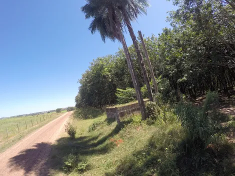 Comprar Rural / Fazenda em Auriflama R$ 12.000.000,00 - Foto 34