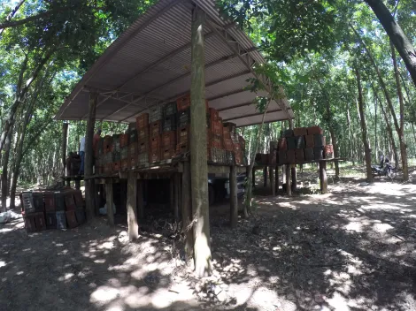 Comprar Rural / Fazenda em Auriflama R$ 12.000.000,00 - Foto 37