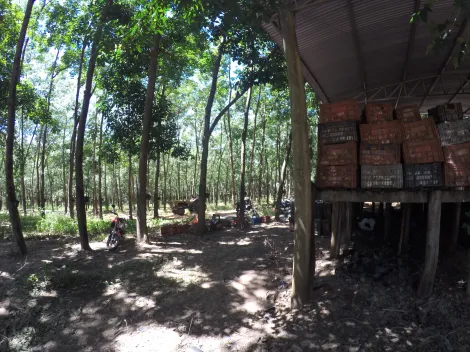 Comprar Rural / Fazenda em Auriflama R$ 12.000.000,00 - Foto 42