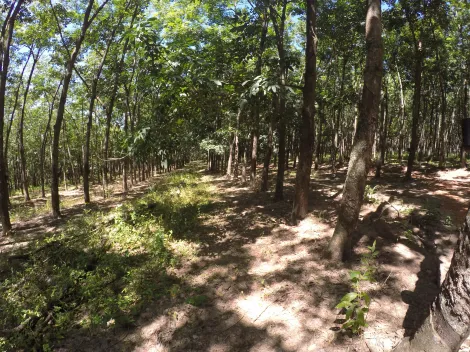 Comprar Rural / Fazenda em Auriflama R$ 12.000.000,00 - Foto 43