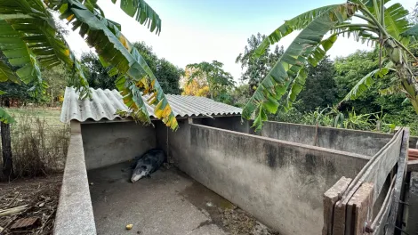 Comprar Rural / S&iacute;tio em Mirassol&acirc;ndia R$ 1.080.000,00 - Foto 21
