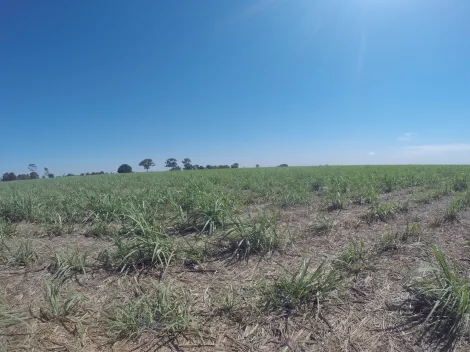 Comprar Rural / Fazenda em Fronteira R$ 11.000.000,00 - Foto 13
