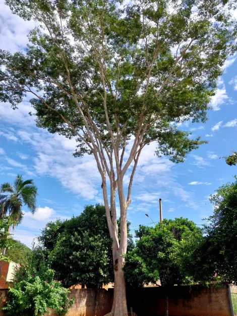 Comprar Rural / Rancho em Fronteira R$ 250.000,00 - Foto 11