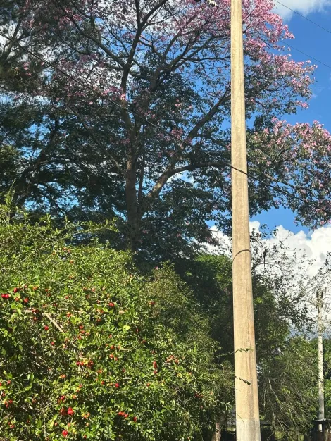 Comprar Rural / S&iacute;tio em Ol&iacute;mpia R$ 720.000,00 - Foto 2