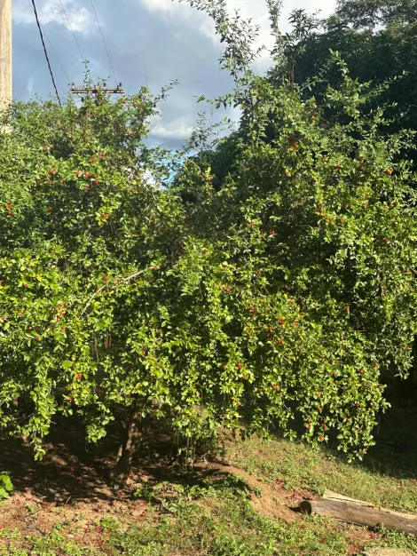 Comprar Rural / S&iacute;tio em Ol&iacute;mpia R$ 720.000,00 - Foto 3