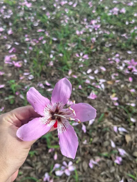 Comprar Rural / S&iacute;tio em Ol&iacute;mpia R$ 720.000,00 - Foto 4