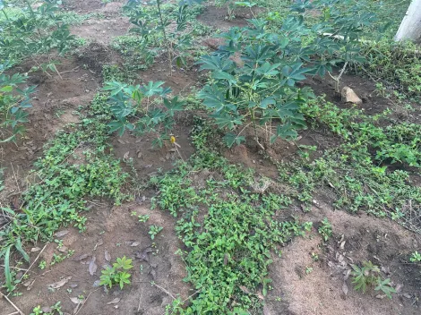 Comprar Rural / S&iacute;tio em Ol&iacute;mpia R$ 720.000,00 - Foto 5