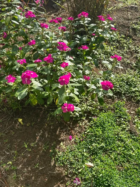 Comprar Rural / S&iacute;tio em Ol&iacute;mpia R$ 720.000,00 - Foto 6