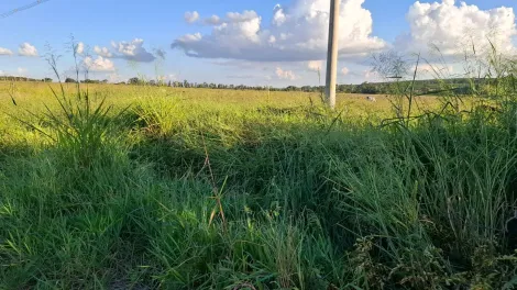 Comprar Rural / S&iacute;tio em Ipigu&aacute; R$ 1.750.000,00 - Foto 4