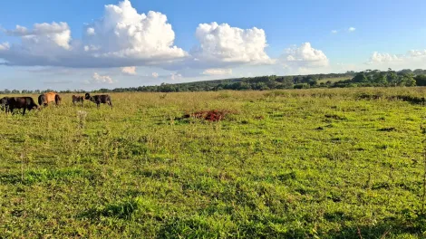 Comprar Rural / S&iacute;tio em Ipigu&aacute; R$ 1.750.000,00 - Foto 6