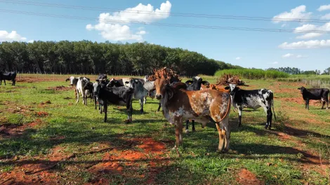 Comprar Rural / S&iacute;tio em Monte Apraz&iacute;vel R$ 3.500.000,00 - Foto 9
