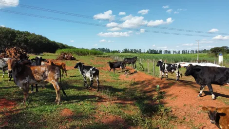 Comprar Rural / S&iacute;tio em Monte Apraz&iacute;vel R$ 3.500.000,00 - Foto 10