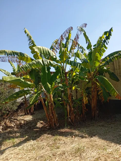 Comprar Terreno / Padr&atilde;o em S&atilde;o Jos&eacute; do Rio Preto R$ 430.000,00 - Foto 7
