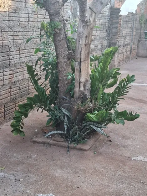 Alugar Casa / Padr&atilde;o em S&atilde;o Jos&eacute; do Rio Preto. apenas R$ 140.000,00