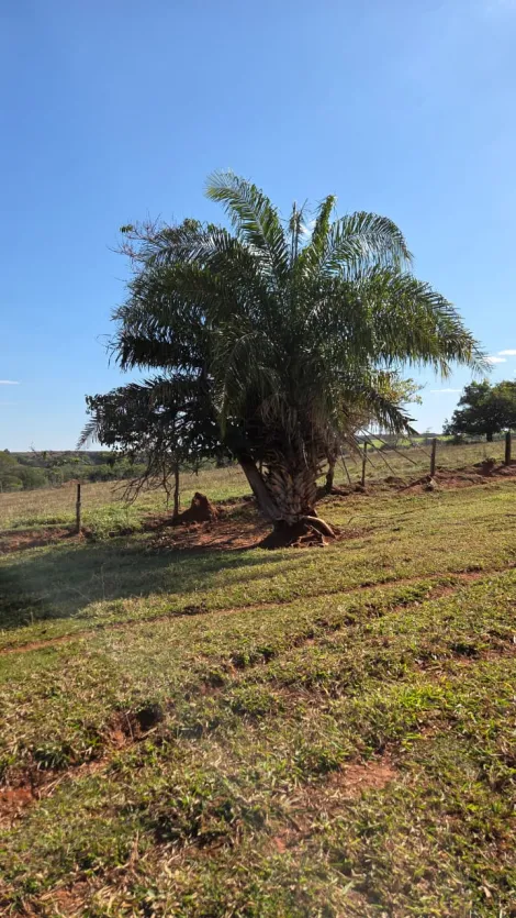 Rural / S&iacute;tio em Fernand&oacute;polis 