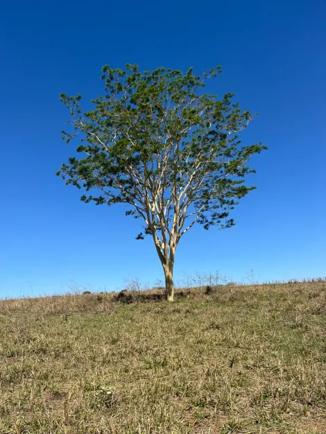 Rural / S&iacute;tio em S&atilde;o Jos&eacute; do Rio Preto 