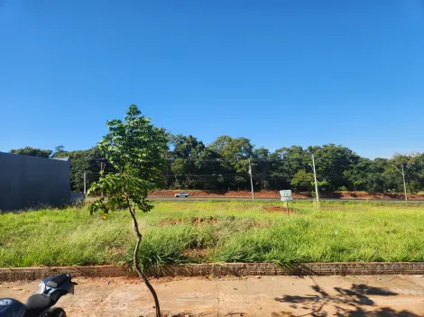 Terreno / Padr&atilde;o em S&atilde;o Jos&eacute; do Rio Preto 