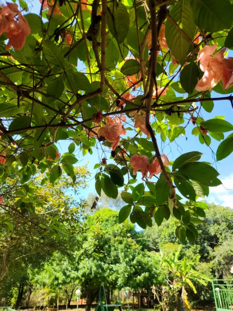 Comprar Rural / Ch&aacute;cara em S&atilde;o Jos&eacute; do Rio Preto R$ 900.000,00 - Foto 26