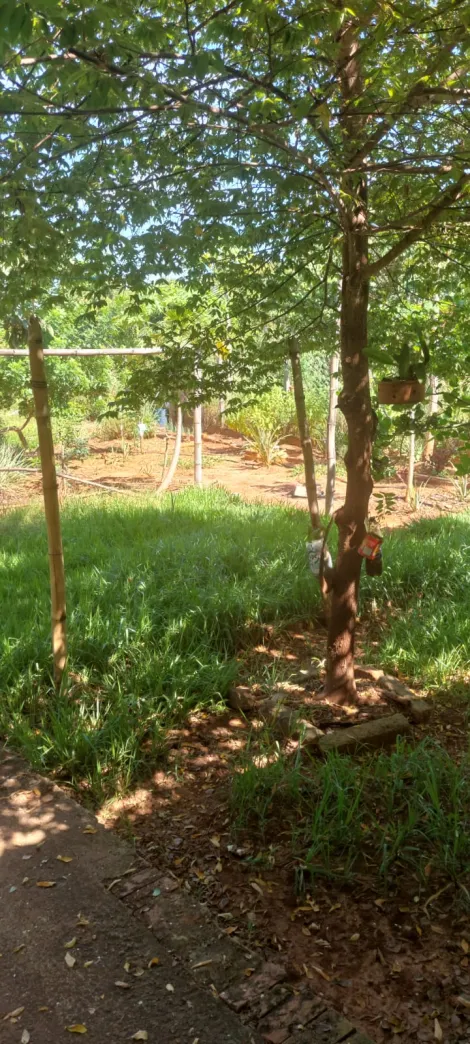 Comprar Rural / Ch&aacute;cara em Ipigu&aacute; R$ 270.000,00 - Foto 4
