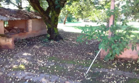 Comprar Rural / Ch&aacute;cara em S&atilde;o Jos&eacute; do Rio Preto R$ 1.500.000,00 - Foto 15