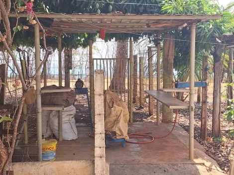 Comprar Rural / Fazenda em Santa Albertina R$ 7.000.000,00 - Foto 9