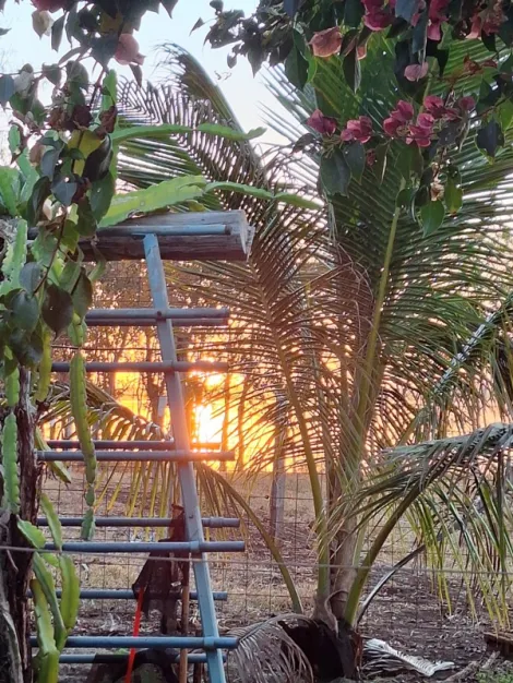 Comprar Rural / Fazenda em Santa Albertina R$ 7.000.000,00 - Foto 12