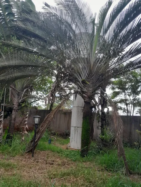 Alugar Rural / Ch&aacute;cara em S&atilde;o Jos&eacute; do Rio Preto R$ 4.800,00 - Foto 7