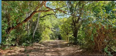 Comprar Rural / Rancho em Sales R$ 800.000,00 - Foto 22